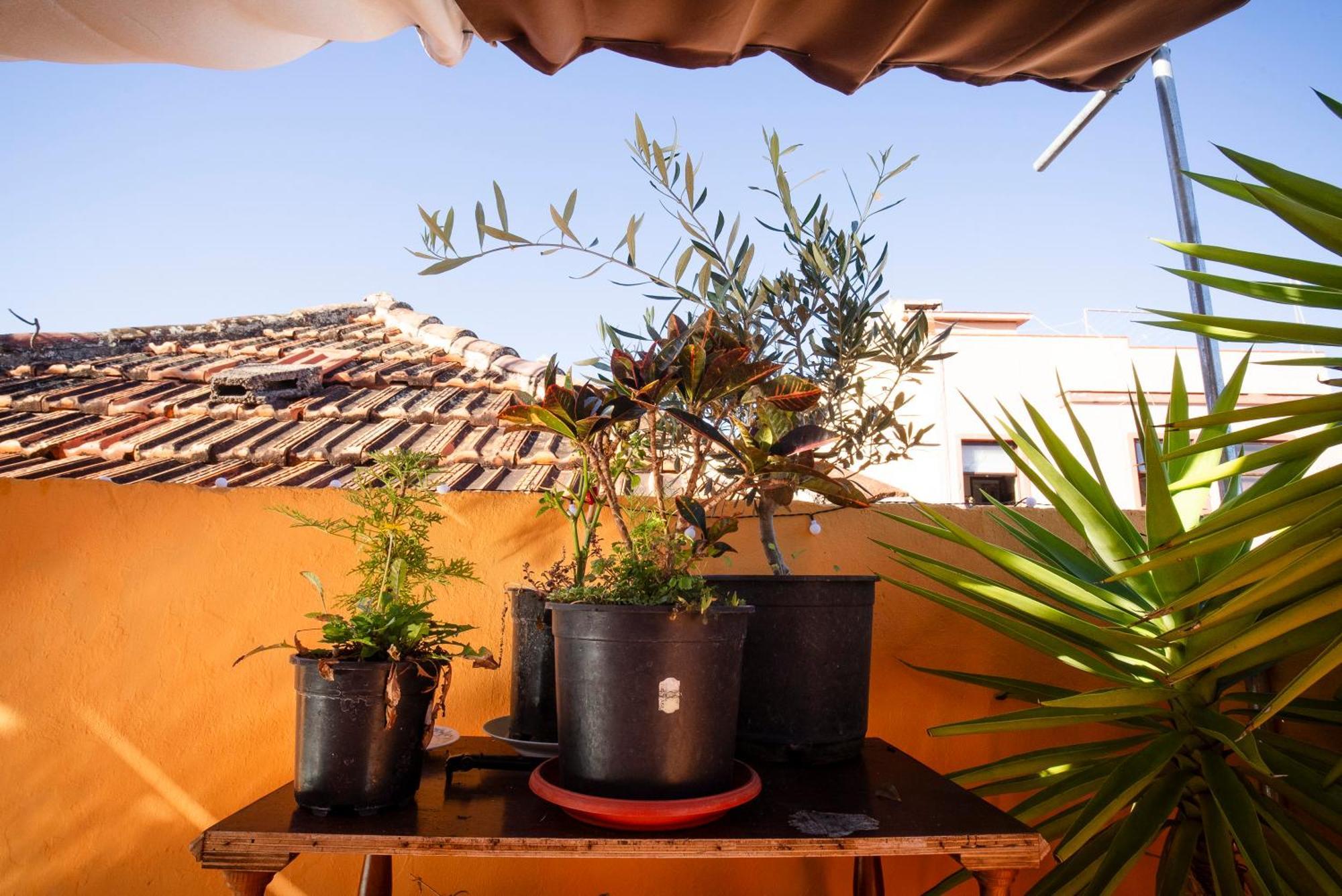 לה אורוטבה Hostel Tenerife מראה חיצוני תמונה